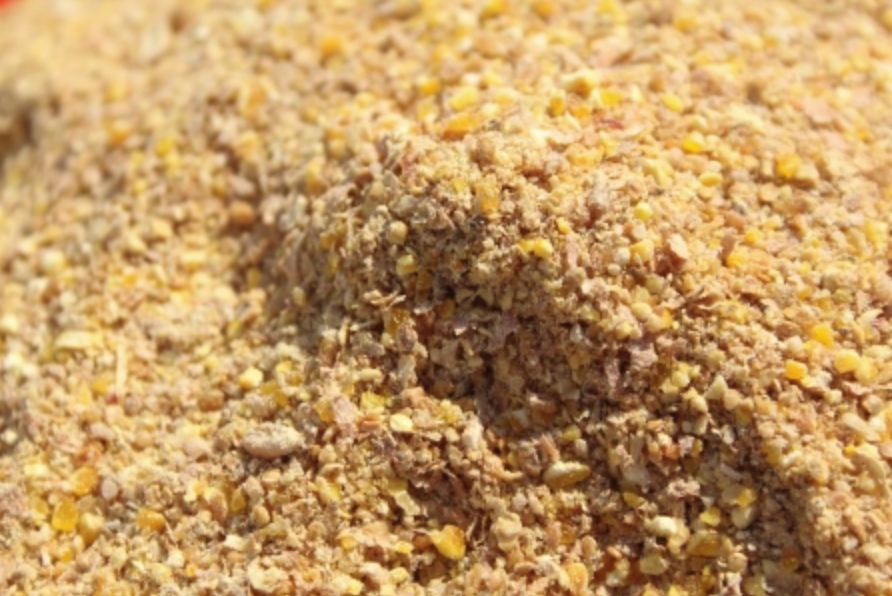 Aliments pour Poules Pondeuses علف الدجاج البياض